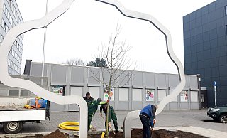 Von Hand wurde das Pflanzloch für den neuen Apfelbaum im Kunstwerk "Später sein wird" gegraben, bevor der Baum behutsam ausgerichtet und eingepflanzt wurde. - Stadt Paderborn