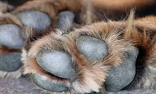 Pfoten eines liegenden Hundes: Eine Bünderin findet einen sterbenden Hund im Laub. - Pixabay