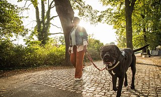 Ist die Wunschrasse erlaubt? Wann besteht Anleinpflicht? Hundebesitzer sollten sich mit den individuellen Regeln in ihrem Bundesland auseinandersetzen. - Christin Klose/dpa Themendienst/dpa-tmn
