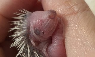 Sie sind klein und superniedlich, aber auch immer wieder in großer Gefahr: die jungen Igel. Jährlich muss sich die Igelhilfe Herford-OWL um etliche Tiere kümmern. - Igelhilfe Herford-OWL Sie sind klein und superniedlich, aber auch immer wieder in großer Gefahr: die jungen Igel. Jährlich muss sich die Igelhilfe Herford-OWL um etliche Tiere kümmern. - Igelhilfe Herford-OWL