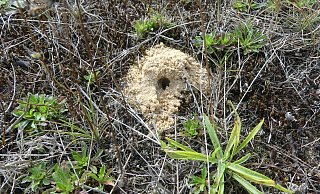 Einzelne Sandbienen verlassen ihr Nest im Kreis Gütersloh. Sie nutzen größere Erdhaufen, die einem Maulwurfhaufen ähneln. - Egon Möllenbrock