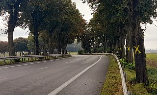 Die B252 – hier der Kurvenbereich von Gut Alfredshöhe kommend (die Kreuze sind nicht vom Landesbetrieb) – soll als 2plus1-Querschnitt ausgebaut werden. - Simone Flörke