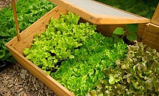 Besser spät als nie: Salate kann man jetzt als Jungpflanzen ins Beet setzen. - Andrea Warnecke/dpa-tmn