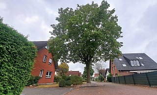 In der Steinheimer Feldstraße gefällt nicht mehr jeder Baum den Anwohnern - diesen hier hätte man gern kräftig gestutzt. - Madita Schellenberg