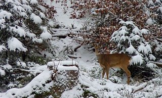 Tiere wie das Rehwild haben von der Natur ihre Schutzmechanismen mitbekommen. - Jan Preller