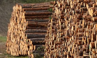 Mehrere Festmeter frisch geschlagene Baumstämme liegen am Waldrand auf einem Polter in Brandenburg. Schon am 4. Mai sind die biotischen und abiotischen Rohstoffe in Deutschland für 2022 aufgebraucht. - Foto: Soeren Stache/dpa