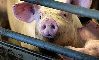 Tiere sollen unter anderem in den Ställen mehr Platz bekommen. - Symbolfoto: Andreas Frücht
