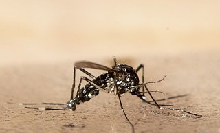 Eine Asiatische Tigermücke. - Ennio Leanza/Keystone/dpa