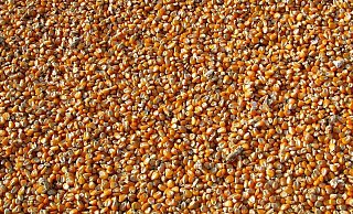 Alles ist voller Maiskörner. - (Symbolbild): Pixabay