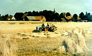 Die Getreideernte gab es auch Anfang der 60er-Jahre noch in Hövelsenne, die letzten Bewohner mussten erst 1974 gehen. - Archiv Heinrich Fortmeier