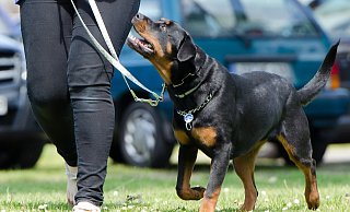 An der Leine: In einer Hundeschule lernen die Vierbeiner gemeinsam mit Frauchen und Herrchen, worauf es ankommt. - pixabay