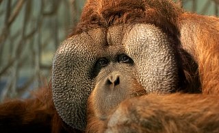 Star des Osnabrücker Zoos: Orang-Utan-Männchen Buschi. - Zoo Osnabrück