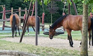 Auf dem Spielplatz am Brückhof legten die drei asugebüxten Pferde einen Zwischenstopp ein. - Regina Schmidt