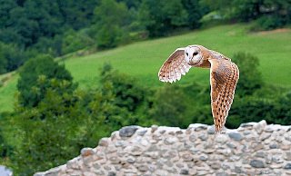 Schleiereulen sind normalerweise nur nachts und höchstens mal in der Dämmerung unterwegs. Ihre Federn sind sehr weich und am Rand ausgefranst, wodurch sie lautlos fliegen. Ihre Beute bemerkt sie erst, wenn es zu spät ist und die Eule sie packt. Die Augen der Schleiereule sind schwarz. - FOTO: LUC VIATOUR / www.lucnix.be
