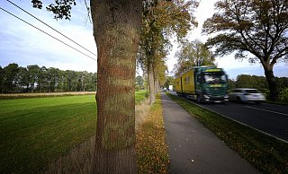 Das Wort "Baum" ist unter dem neuen Anstrich kaum noch zu erkennen. Die Protestsymbole entlang der B 61 werden zurzeit übermalt. - Thorsten Ulonska