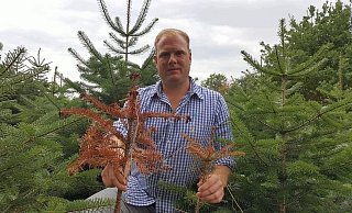 Till Moerkerk zeigt zwei abgestorbene Nordmanntannen auf einer seiner Weihnachtsbaumkulturen. - David Knapp