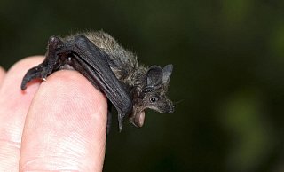 Einfach mal testen, ob sie wegfliegen will. Vom Boden können die Tiere nicht starten. - Nabu