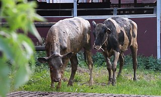 Der Landwirt informierte nach dem Unfall sofort die Feuerwehr sowie eine Veterinärin. - Andreas Eickhoff