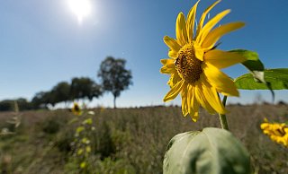Die Hoffnung auf eine Rückkehr des Sommers brauchen wir noch nicht aufzugeben. Ab Mittwoch wird es wieder sonniger und wärmer. Selbst eine neue Hitzewelle scheint möglich. - dpa