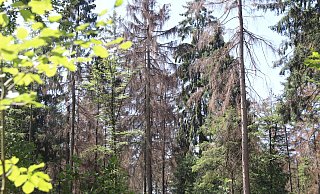 Der Holter Wald ist in Gefahr. - Sabine Kubendorff