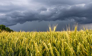 Düster zeigt sich der Himmel aktuell vielerorts. Gewitter ziehen über Deutschland hinweg. - picture alliance / Jan Eifert / Symbolbild