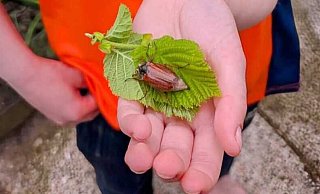 Ole (7) aus Dornberg hat schon einen Maikäfer gefunden. - Marius Rahe