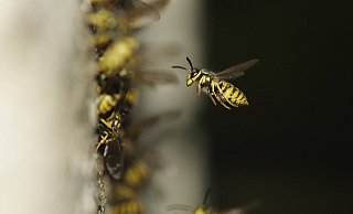 Die Verbraucherzentrale gibt Tipps, wie man sich gegen die Wespennest-Betrugsmasche wehren kann. - Pixabay