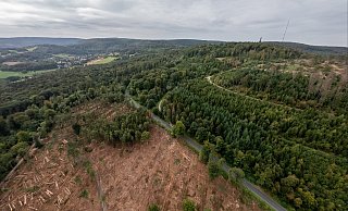 Große Flächen am Hermannsdenkmal (auf dem Bergkamm) mussten abgeholzt werden. - Torben Gocke