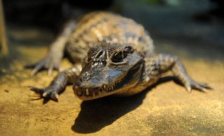 Auch im Kreis Herford werden Krokodile als Haustiere gehalten, heißt es von der Kreisverwaltung. - dpa