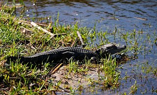 Ein Baby-Alligator wie dieser wurde offenbar in Vechta gesichtet. (Archivbild) - Gerald Herbert/AP