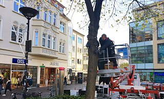 Zwei Monteure der Firma Eberling Licht aus Bremen wickeln vom Hubwagen aus behutsam die mitwachsenden Lichterketten um die Bäume am Marienplatz. - Stadt Paderborn