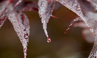  - Roland Weihrauch/dpa/Archivbild