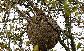 Ihre ballonartigen Hauptnester baut die Asiatischen Hornisse hoch über dem Boden in Baumkronen. - (Symbolbild) Pixabay/apnear40