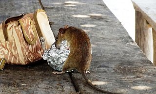 Ennigloh hat eine Rattenplage. (Symbolbild) - pixabay