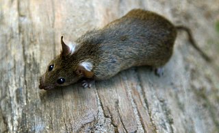 In Gütersloh werden zuletzt immer häufiger Ratten gesehen. - dpa