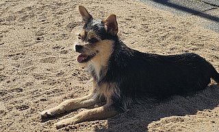 Hündin "Fibie" wartet noch auf ein schönes Zuhause. - Louisa Kohnert