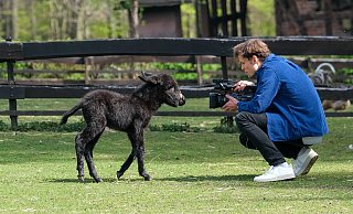 Filmstar? Der Karfreitag geborene Esel und die Kamera ziehen sich gleichermaßen magisch an. - Foto: Andreas Zobe/NW