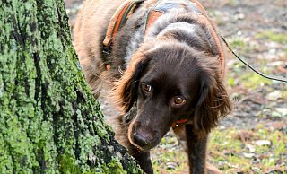 Münsterländer-Hündin Aisis bei der Arbeit: Mit ihrer feinen Nase kann sie Schäden an Bäumen erschnüffeln, unter anderem auch verschiedene Pilzerkrankungen. - Dana Schneider