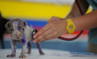 Einbrecher drangen in eine Tierarztpraxis in Bünde ein. - Pixabay