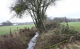 Der Grundbach in Holzhausen wurde zuletzt mit diversen Maßnahmen profiliert, auch der Bewuchs wurde in Teilbereichen zurückgeschnitten oder entfernt. - Hermann Ludwig