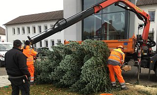 Bauhof-Mitarbeiter stellen einen Weihnachtsbaum vor dem Rathaus auf. - Stadt Spenge