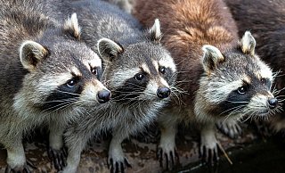 Putzig sieht er aus: Der Waschbär kann in Vielzahl aber zur Bedrohung für andere Wildtiere werden. Seit 2016 steht er auf der Unionsliste als etablierte unerwünschte Art. - Pixabay/Symbolbild