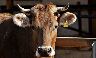 Während das schwangere Tier schwer verletzt am Straßenrand liegen blieb, flüchtete der Autofahrer. Bei dem Foto handelt es sich um ein Symbolbild. - Pixabay