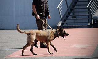 Archivbild: Bei der Suche nach Waffen und Sprengsätzen - so wie hier vor einer Bielefelder Disco - kommen meist belgische Schäferhunde zum Einsatz. Auch im Naava suchte ein Hund über Stunden. - (Symbolbild): Paul Brinkmann