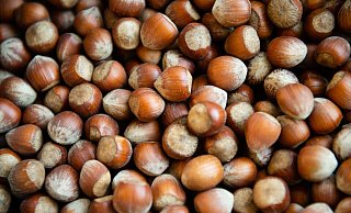 Die Haselsnussernte ist in Italien so schlecht ausgefallen wie seit Jahrzehnten nicht mehr. (Archivbild) - Lisa Ducret/dpa