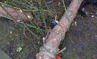 Diverse farbige Seile hatten sich um Teile des Baumstammes gewickelt. - Polizei Minden-Lübbecke