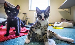 Junges Paar, aufgeweckt, lebhaft, sucht ... neues Zuhause: Diese beiden Fellnasen teilen sich derzeit ein WG-Zimmer im Katzenhaus. Und sie finden Menschen äußerst interessant. - Sarah Jonek