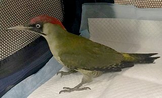 Einer der beiden Grünspechte auf der Fahrt zur Vogelpflegestation in Essentho. - Feuerwehr Borchen