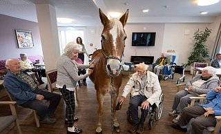 Geduldig lässt sich die Haflinger-Stute striegeln. - Boris Roessler/dpa