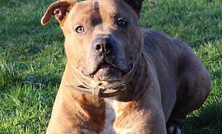 Der Rüde Sammy möchte endlich in ein neues Zuhause ziehen. Als Listenhund müssen das neue Herrchen oder Frauchen allerdings Vorkenntnisse mitbringen. - Tierschutzverein Herford